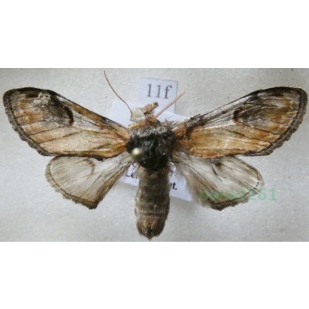 Notodonta ziczac (Linnaeus, 1758) male Garbatka zygzakówka Czech11f